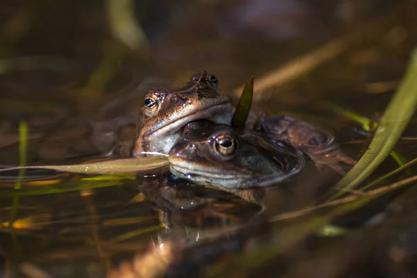 Bruine kikker op het fokken van seizoen tijdens lente, hoofd over water wi — Stockfoto