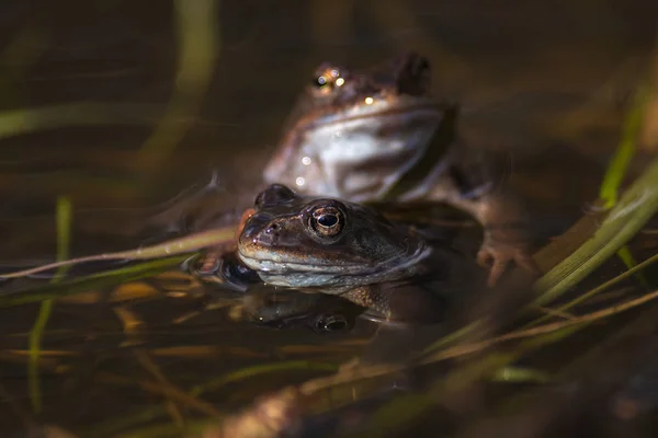 Sapo comum na época de reprodução durante a primavera, cabeça sobre a água wi — Fotografia de Stock