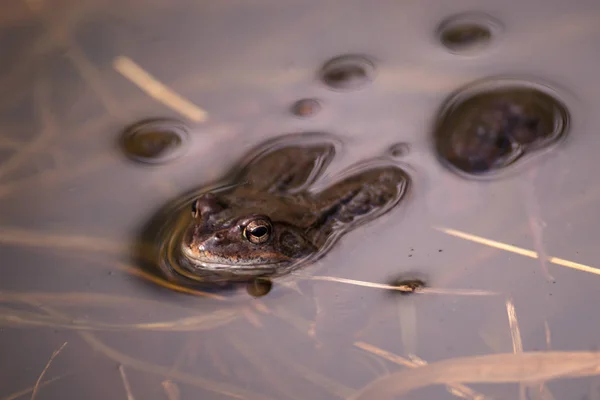 Common frog at breeding season during spring, head over water wi — Stock Photo, Image