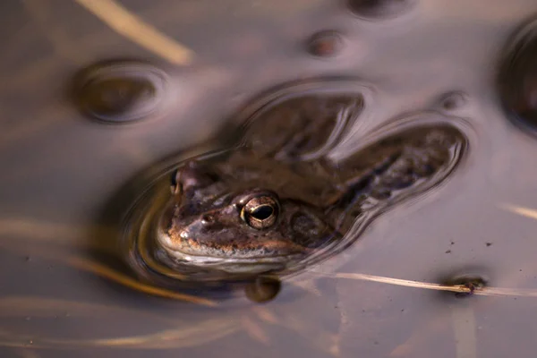 Bruine kikker op het fokken van seizoen tijdens lente, hoofd over water wi — Stockfoto