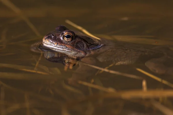 Bruine kikker op het fokken van seizoen tijdens lente, hoofd over water wi — Stockfoto