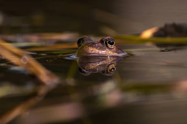 Bruine kikker op het fokken van seizoen tijdens lente, hoofd over water wi — Stockfoto