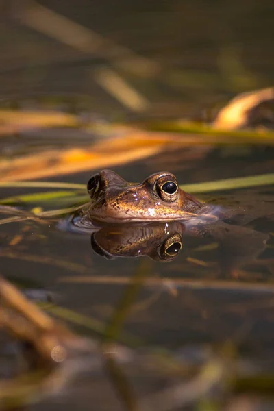 번 식 계절 봄, 머리 위에 동안에 일반적인 개구리와 물 — 스톡 사진