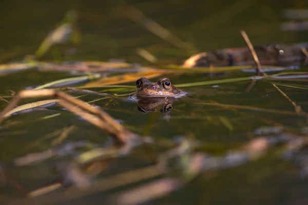 Rana común en la época de reproducción durante la primavera, cabeza sobre el agua wi — Foto de Stock