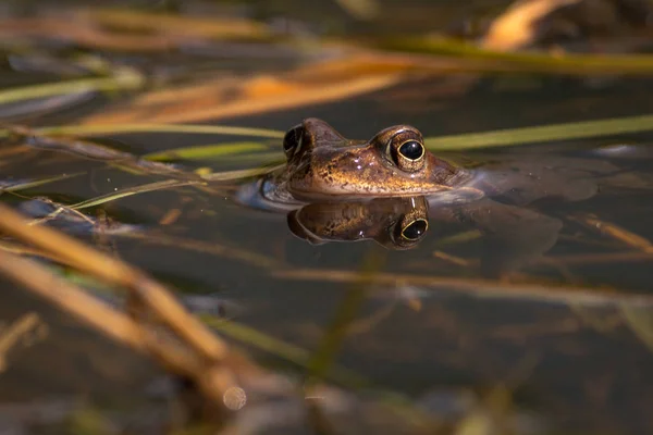 繁殖期は春、頭の中の共通のカエル水 wi — ストック写真