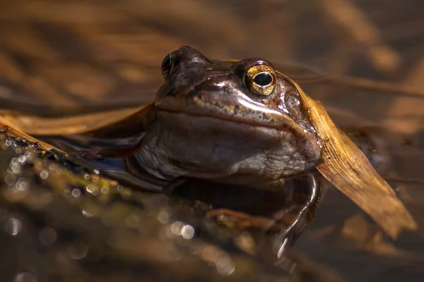 Bruine kikker op het fokken van seizoen tijdens lente, hoofd over water wi — Stockfoto