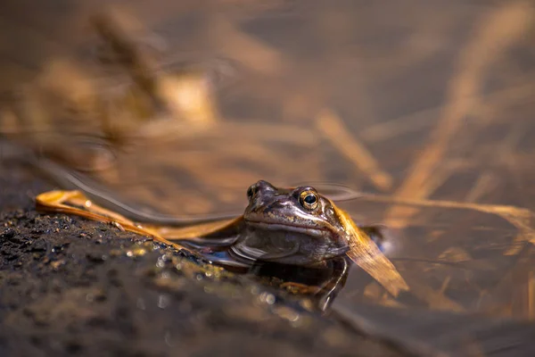 Bruine kikker op het fokken van seizoen tijdens lente, hoofd over water wi — Stockfoto