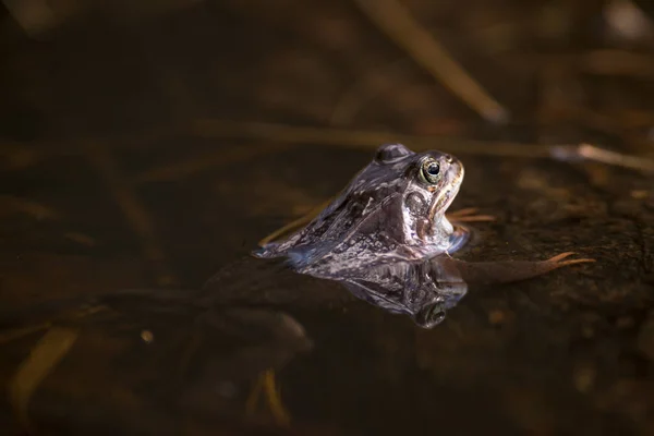 Common frog at breeding season during spring, head over water wi — Stock Photo, Image