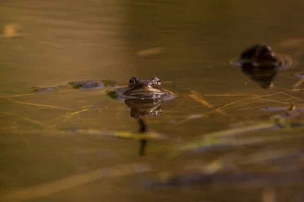 Common frog at breeding season during spring, head over water wi — Stock Photo, Image