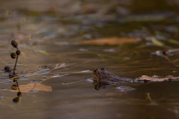 Rana común en la época de reproducción durante la primavera, cabeza sobre el agua wi — Foto de Stock