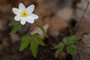 Beyaz anemon çiçeği, ön plana güneşli bir bahar çiçeği