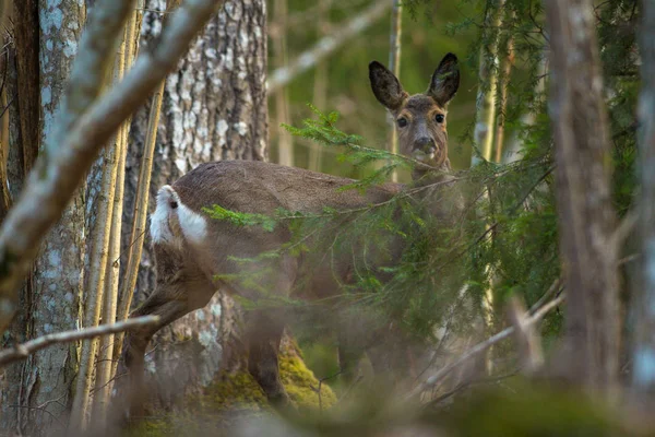 Cerfs regardant à travers le feuillage dans la forêt — Photo