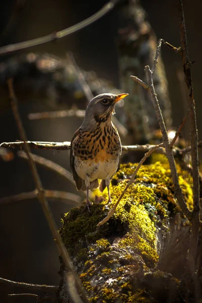 Fieldfare o Turdus pilaris caminando sobre un sujetador cubierto de musgo soleado —  Fotos de Stock