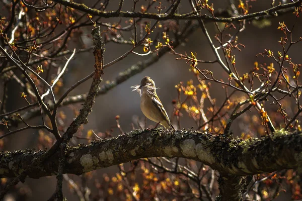 Kvinnliga gemensamma bofinken eller Fringilla coelebs med bygga mater — Stockfoto