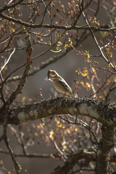 Kvinnliga gemensamma bofinken eller Fringilla coelebs med bygga mater — Stockfoto