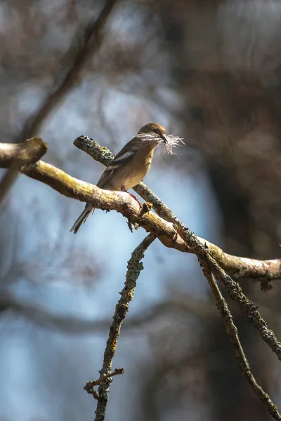 Femmina Fringuello comune o Fringilla coelebs con mater costruzione — Foto Stock