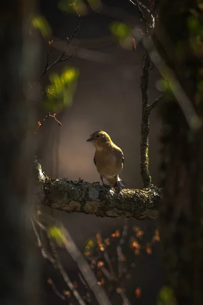 Kvinnliga gemensamma bofinken eller Fringilla coelebs uppflugna på en gren — Stockfoto