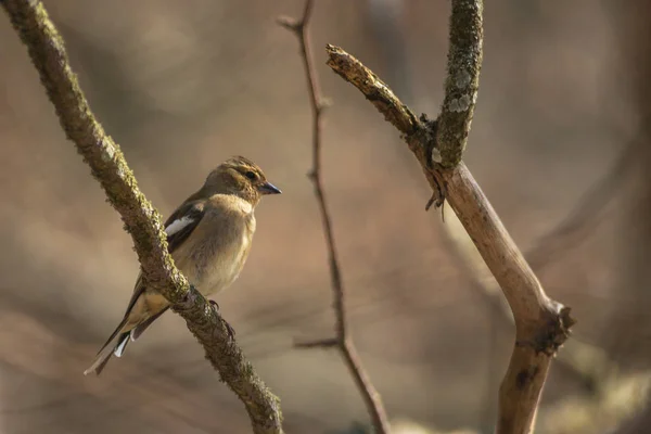 Vrouwelijke gemeenschappelijk Vink of Fringilla coelebs zat op een tak — Stockfoto