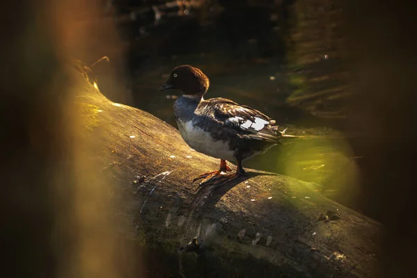 Самка обыкновенная goldeneye или Bucephala clangula сидящая на дереве — стоковое фото