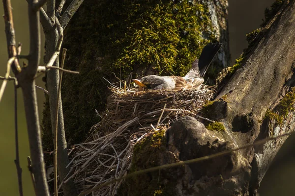 Caminho ou Turdus pilaris aninhando em uma árvore — Fotografia de Stock