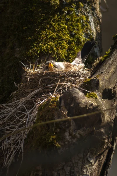Fieldfare o Turdus pilaris nidificazione su un albero — Foto Stock