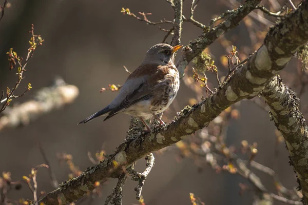 Fieldfare or Turdus pilaris perched on a branch — Stock Photo, Image