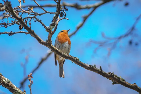 Red robin perched on a branch and singing  with blue sky in back — Stock Photo, Image