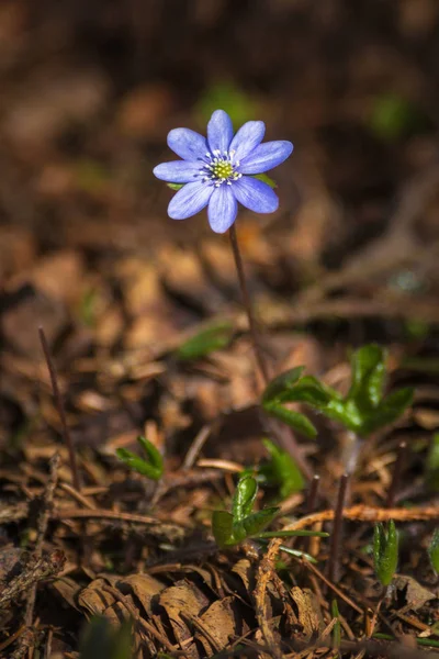 Flor azul de primavera o Hepatica nobelis en el suelo del bosque —  Fotos de Stock