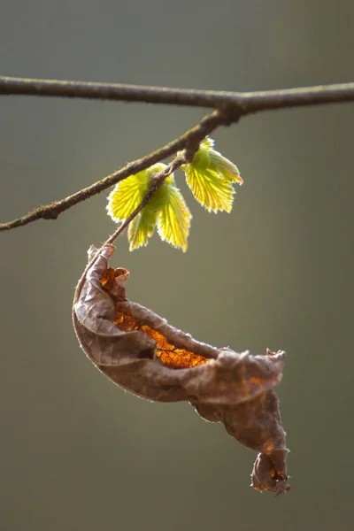 Close-up van jonge en oude bladeren aan een boom in het voorjaar — Stockfoto