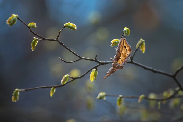 Oddział z młodych i starych liści na drzewie wiosną — Zdjęcie stockowe