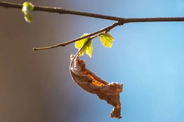 Detailní záběr na mladé a staré listí na stromě během jara — Stock fotografie