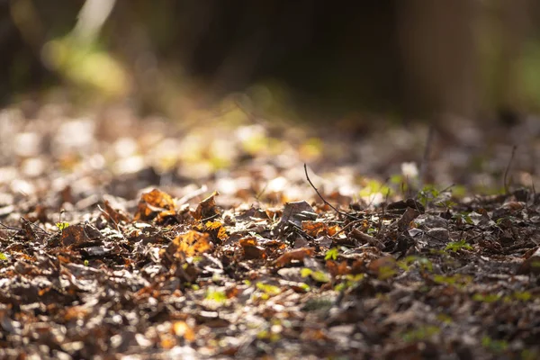 Suelo del bosque con hojas en descomposición y nueva vegetación verde —  Fotos de Stock