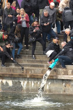 Genç kahverengi alabalık veya Strommen Salmo trutta yıllık yayın