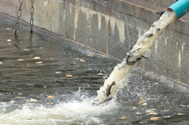 Genç kahverengi alabalık veya Strommen Salmo trutta yıllık yayın