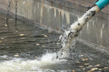 Genç kahverengi alabalık veya Strommen Salmo trutta yıllık yayın