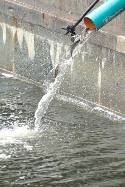 Genç kahverengi alabalık veya Strommen Salmo trutta yıllık yayın