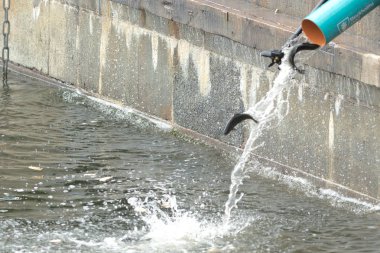 Genç kahverengi alabalık veya Strommen Salmo trutta yıllık yayın
