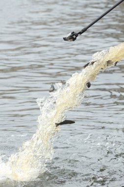 Genç kahverengi alabalık veya Strommen Salmo trutta yıllık yayın