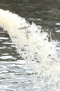 Genç kahverengi alabalık veya Strommen Salmo trutta yıllık yayın