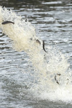 Genç kahverengi alabalık veya Strommen Salmo trutta yıllık yayın