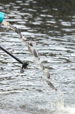Genç kahverengi alabalık veya Strommen Salmo trutta yıllık yayın