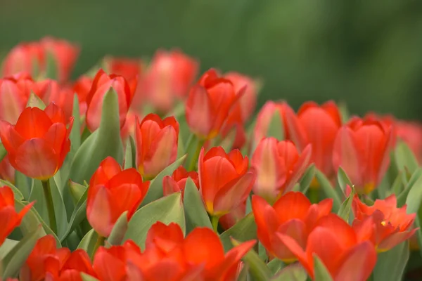 Närbild av Röda tulpaner under våren i en park — Stockfoto