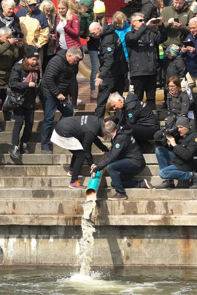 Jaarlijkse release van jonge bruine forel of Salmo trutta in Strommen — Stockfoto