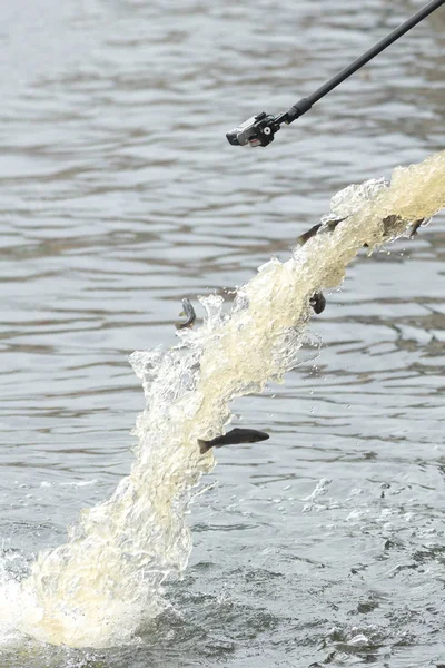 Annual release of young brown trout or Salmo trutta in Strommen — Stock Photo, Image