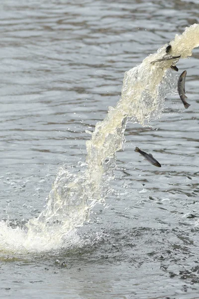 Annual release of young brown trout or Salmo trutta in Strommen — Stock Photo, Image