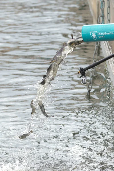 Roční vypouštění mladých pstruh obecný Salmo trutta v Strommen — Stock fotografie