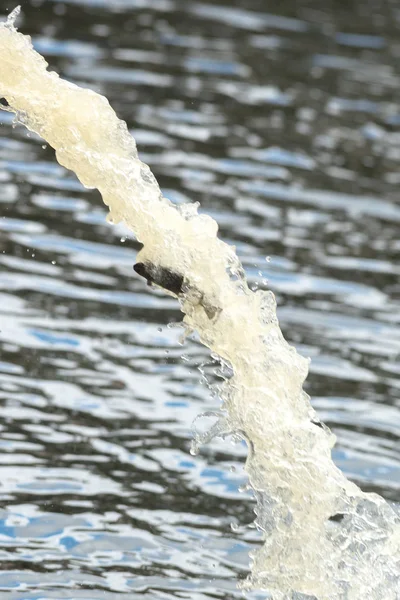 Libération annuelle de jeunes truites brunes ou de Salmo trutta à Strommen — Photo