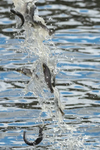 Jaarlijkse release van jonge bruine forel of Salmo trutta in Strommen — Stockfoto