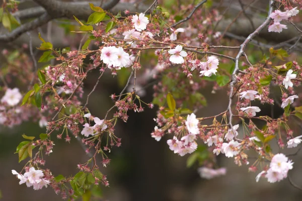 ストックホルム市の桜の木にピンクの桜の花 — ストック写真