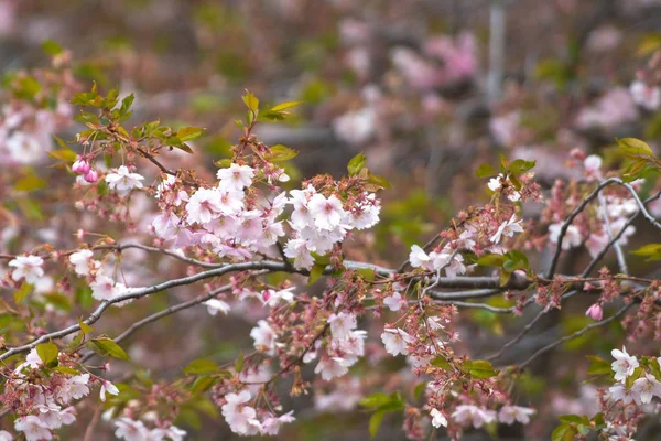 ストックホルム市の桜の木にピンクの桜の花 — ストック写真